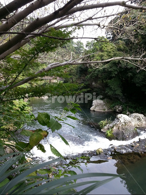 제주도,계곡,냇가,나무,바위,초록,물,휴가,여름,나뭇가지,나뭇잎,풍경,물살,수풀