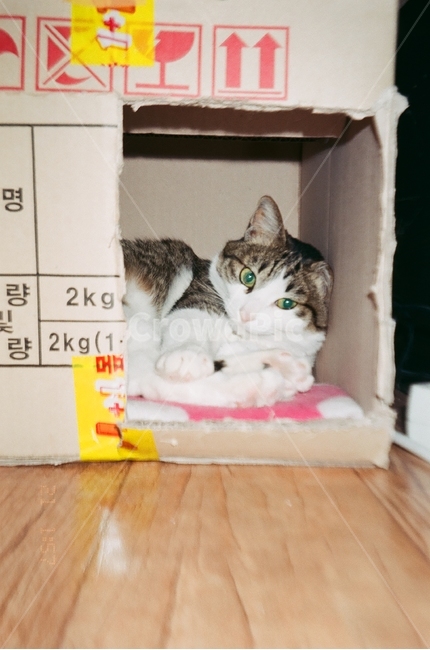 필카,필름카메라,빈티지,고양이,동물,감성,무드,레트로,동물,animal,포유류,mammal,고양이,cat,kitten,kitty