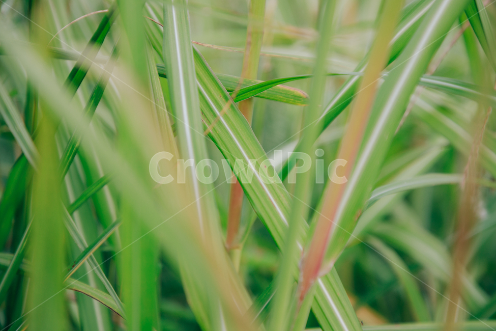 갈대,가을,식물,자연,초록,억새,식물,자연,plants,nature