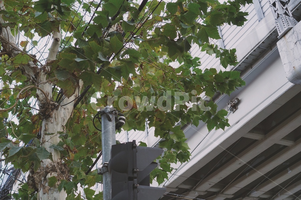 plant,식물,tree,나무,platanus,플라타너스