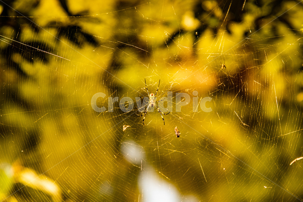 거미,곤충,거미줄,자연,spider,insect,nature,어둠,함정,animal,계절,season,감성접사,macro,풍경,landscape,bug,곤충,벌레,insect,bug