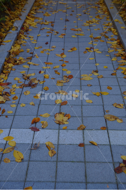 가을,감성,낙엽,배경,sensitive,feeling,fall,쓸쓸함,감성사진,가을,계절,fall,autumn,season