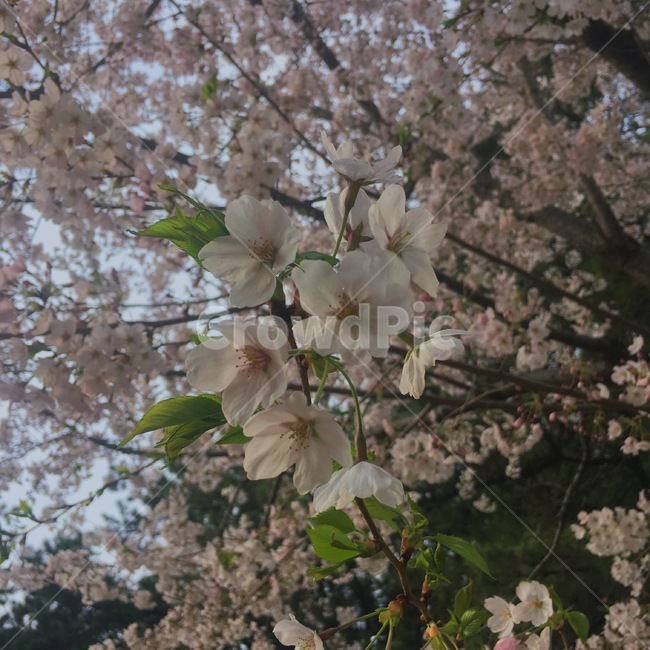 봄,벚꽃,자연,꽃,산,봄,계절,spring,season,plant,식물,flower,cherry blossom,blossom