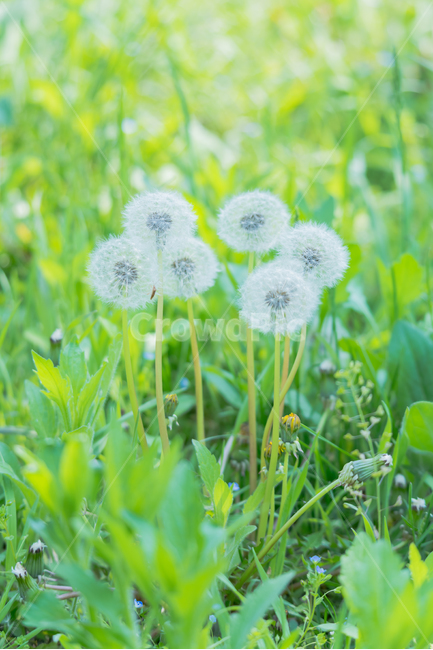 한국,자연,풍경,민들레홀씨,고요함,봄,계절,spring,season,식물,자연,plants,nature,꽃,flower,감성,sensible,feeling,plant,blossom