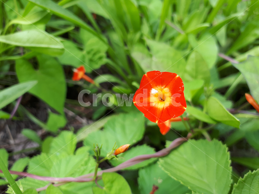 자연,식물,꽃,둥근잎유홍초,꽃잎,줄기,빨간꽃,노란색,녹색잎,꽃받침,화단,야외,잎,Nature,plant,flower,leaf,scarlet,stem,redflower,yellow,greenleaf,calyx,flowergarden,outdoor,식물,자연,plants,nature,꽃,flower