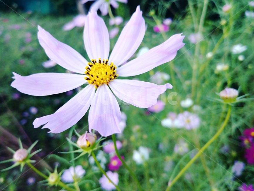 코스모스,cosmos,가을꽃,가을,노을,석양,꽃밭,꽃,plant,가을,계절,fall,autumn,season,식물,자연,plants,nature,꽃,flower