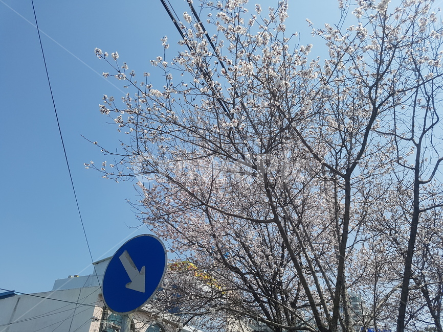 벚꽃,봄,spring,벚꽃축제,꽃,flower,봄,계절,spring,season,식물,자연,plants,nature,꽃,flower