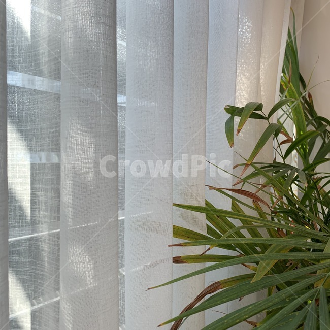 plant,식물,커튼,인테리어,감성,감성사진,화분,꽃,카페
