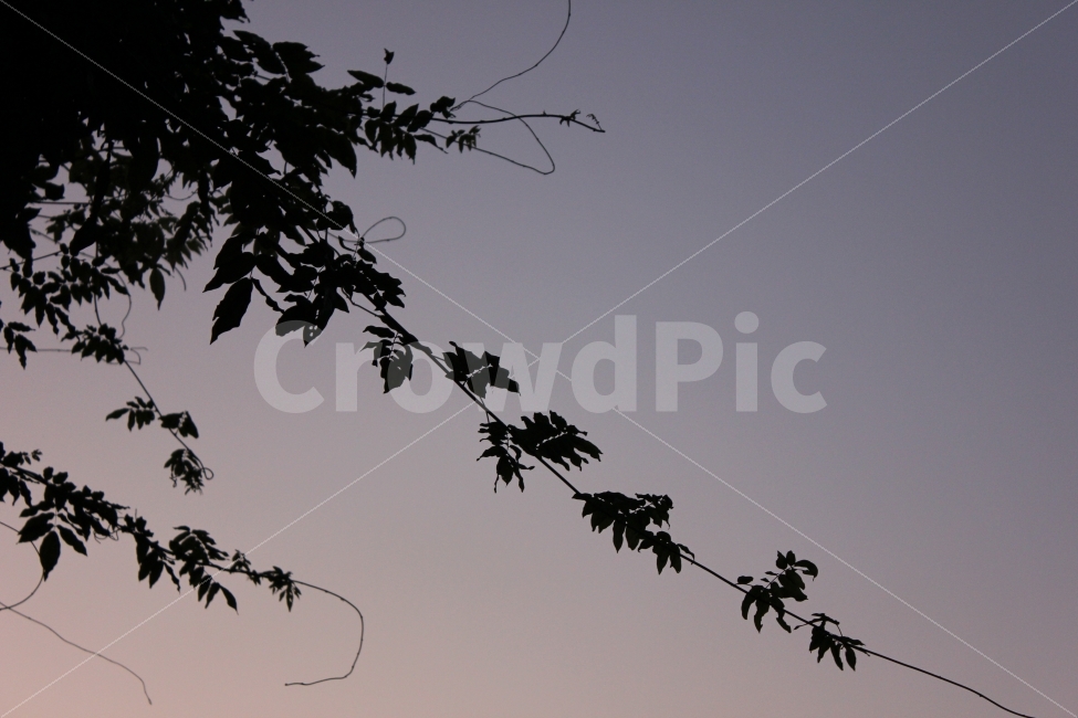 하늘,풍경,색감,칼라,컬러,나무,나뭇잎,sky,landscape,scenery,color,tree,식물,자연,plants,nature