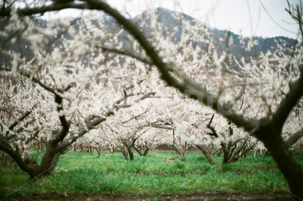 광양,매화,매화나무,필름사진,후지c200,봄꽃,자연,풍경,nature,landscape,봄,계절,spring,season,plant,식물