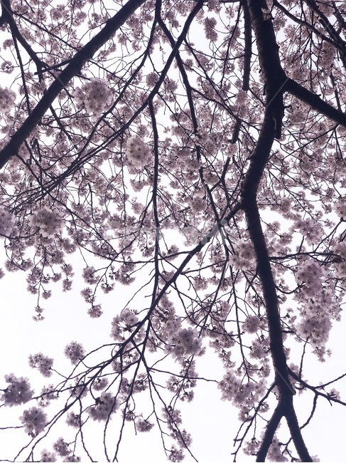 꽃,벚꽃,나무,봄,식물,봄,계절,spring,season,자연,풍경,nature,landscape,plant,blossom,cherry blossom,flower