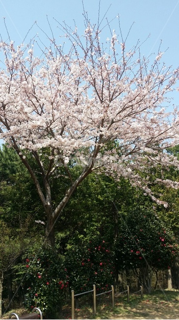 봄,벚꽃,나무,감성,벚꽃엔딩,따스함