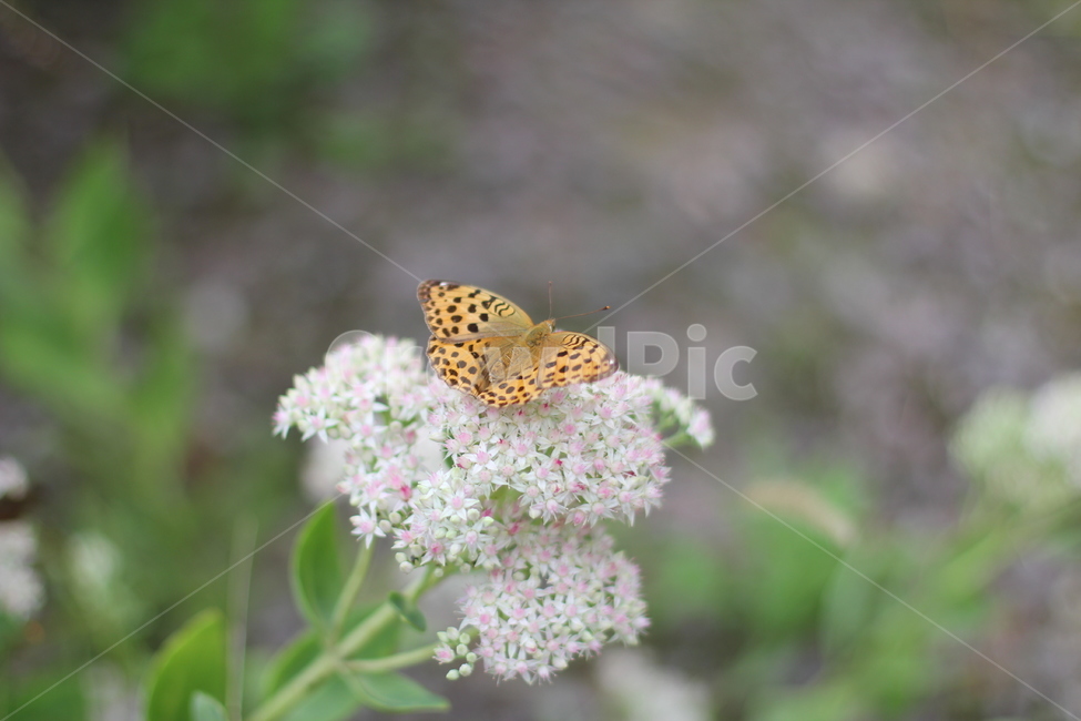 나비,곤충,꽃,식물,flower,식물,자연,plants,nature,꽃,flower
