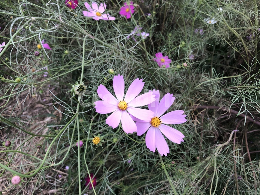 코스모스,꽃,cosmos,flower,가을,가을코스모스,식물,자연,plants,nature,꽃,flower