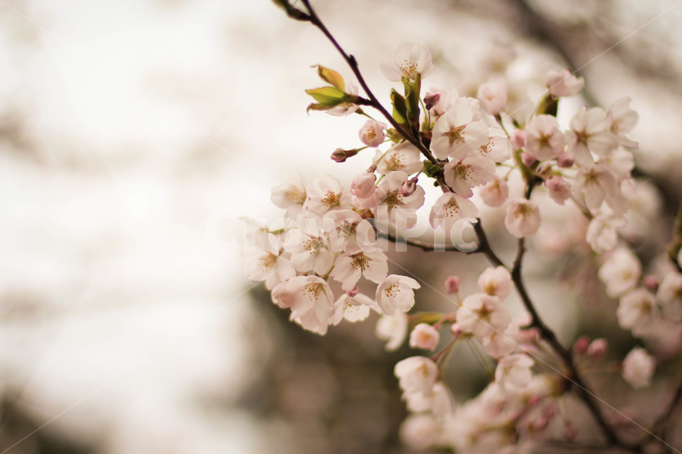 벚꽃,감성사진,봄,꽃,핑크꽃,봄,계절,spring,season,plant,식물