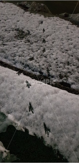 발자국,새,눈,겨울,footprint,bird,snow,step,땅,ground,겨울,계절,winter,season