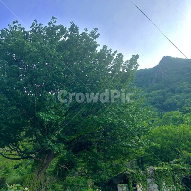 언덕,산,자연,바다,하늘,초록,파랑,구름,길,울릉도,시골,나무