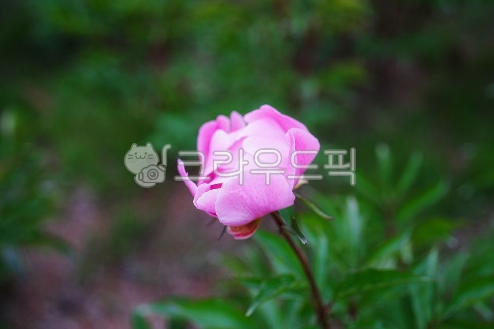 작약, plant, 식물, 꽃, flowr, 사진,이미지,일러스트,캘리그라피 - 가비스냅작가