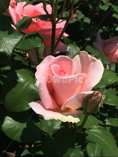 꽃,장미,분홍장미,핑크장미,식물,장미꽃밭,rose,식물,자연,plants,nature,꽃,flower