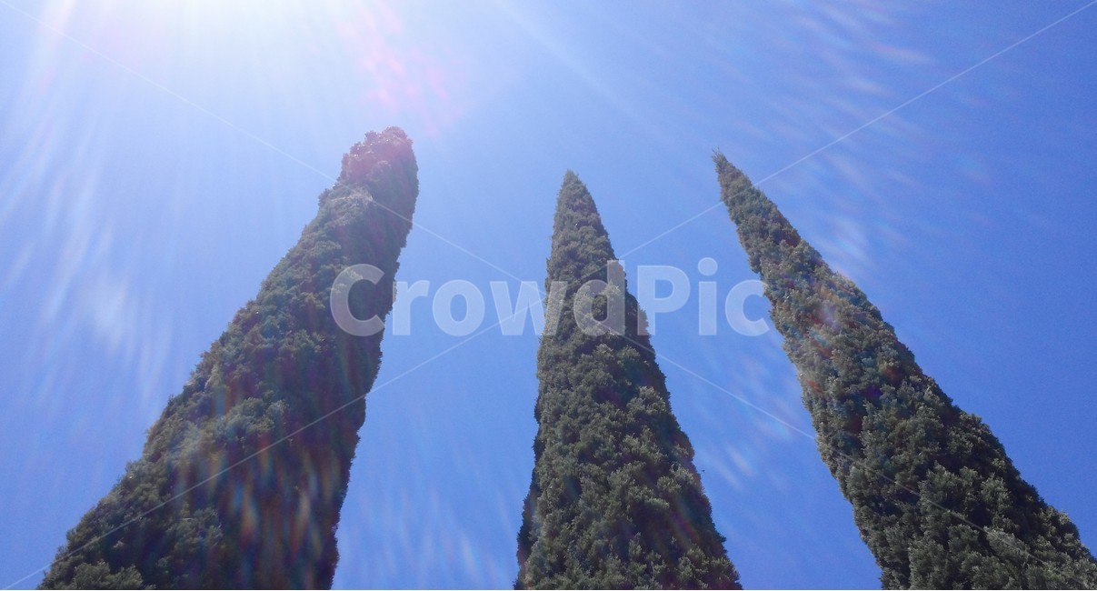 나무,tree,햇살,wood,그루,가든,garden,정원,뜰,공원,하늘,햇빛,수목원,자연,풍경,nature,landscape,light,빛,flare,플레어,outdoors,옥외