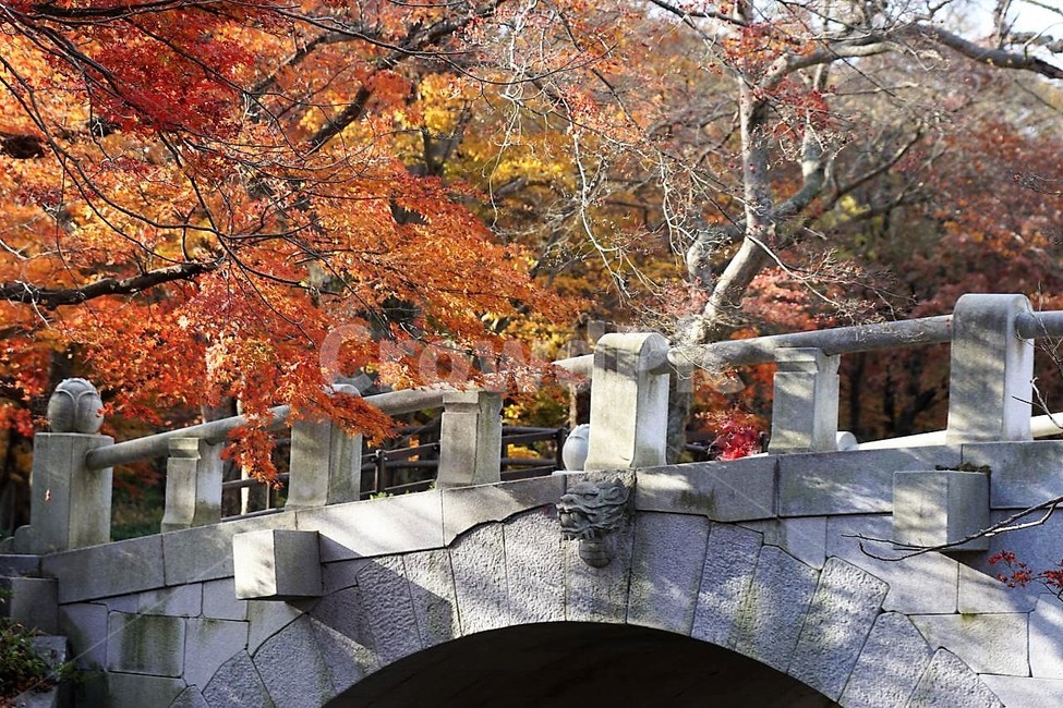 가을,나무,단풍,낙엽,season,autumn,fall,자연,계절,풍경,감성,서정,다리,가을,계절,fall,autumn,season,건축물,건물외관,exterior,building,structure,architecture,construction,plant,식물,leaf,잎,tree