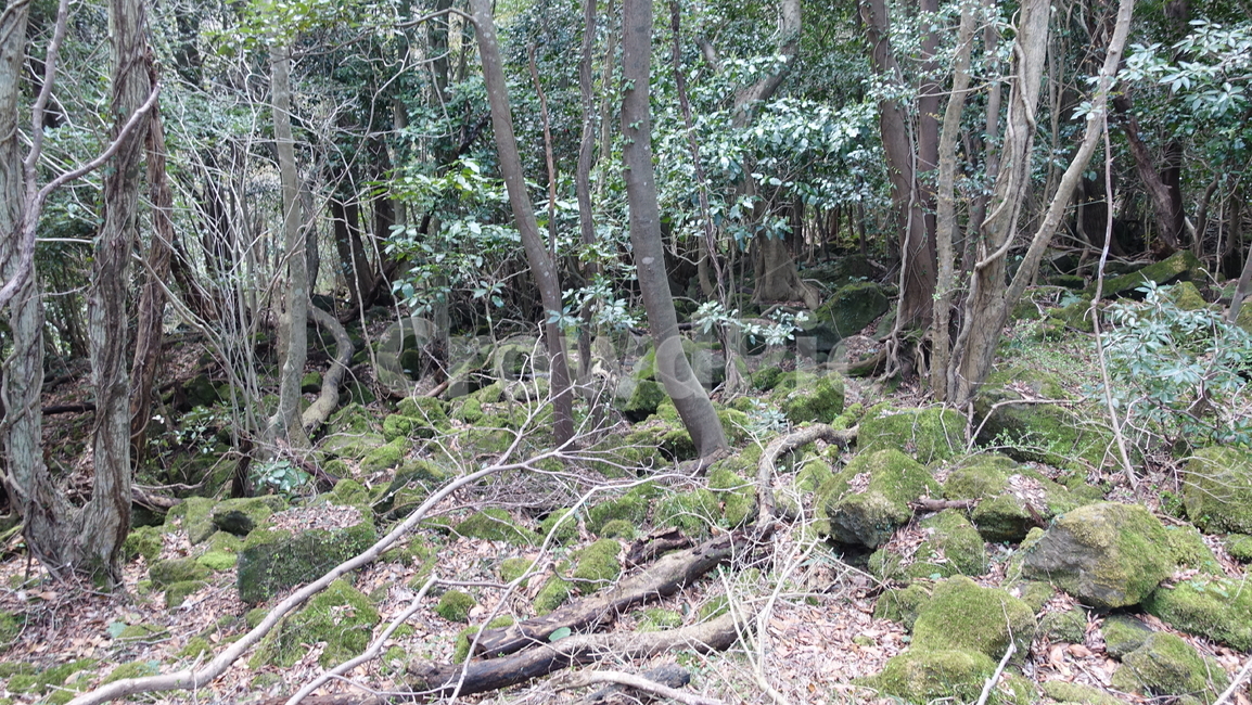 제주도,거문오름,오름,자연,nature,숲,forest,수풀,나무,tree,jeju,jejuisland,green,비자림,서거문이오름,제주