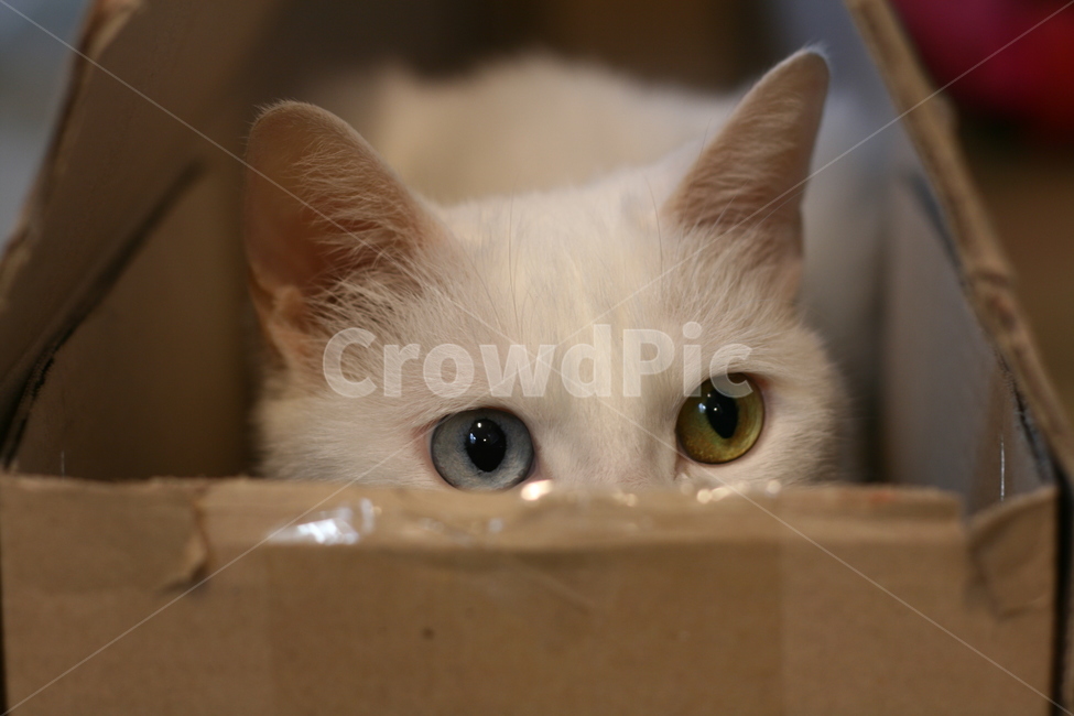 고양이,고양이눈,오드아이고양이,동물,집고양이,반려동물