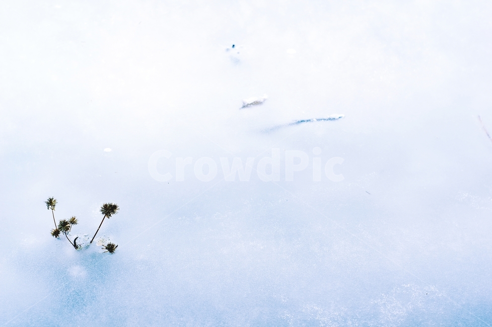 얼음,눈꽃,눈,빙판,겨울,winter,겨울,계절,winter,season,자연,풍경,nature,landscape