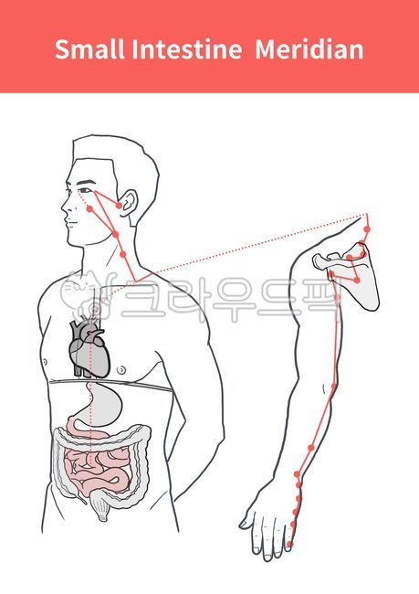 Sutaeyang enteroscope,Intestine,meridian,Oriental medicine,illustration,meridians,smaalintestine