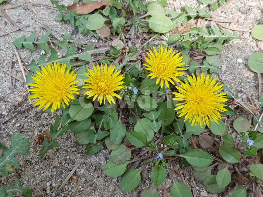 봄,산책,꽃,풀,들꽃,민들레,산책로,하얀꽃,노란꽃,4월,식물,자연,plants,nature,꽃,flower