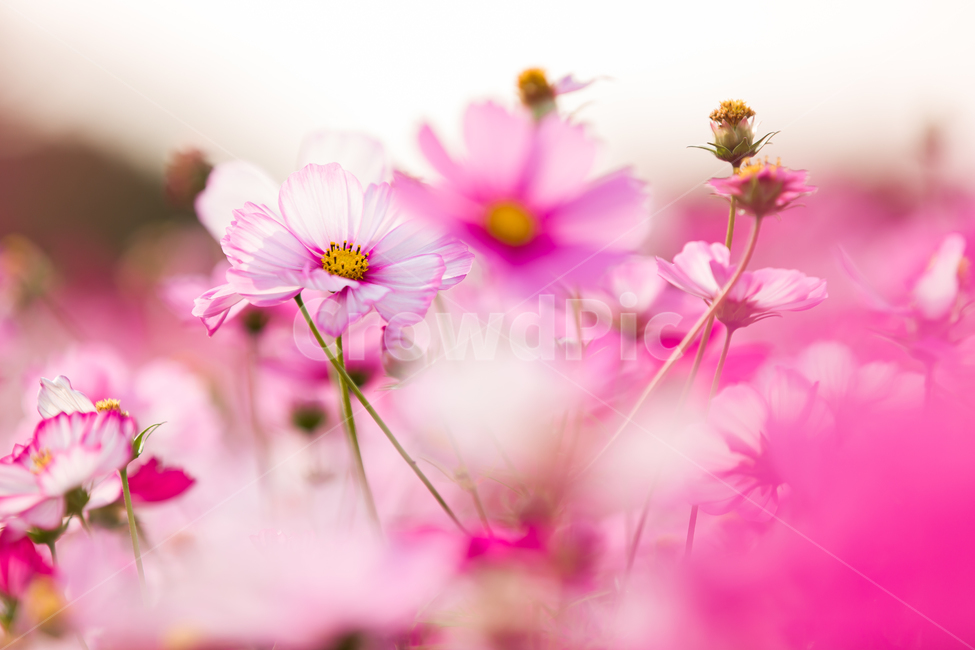 코스모스,가을배경,코스모스배경,꽃배경,cosmos,pink,flower,가을,예쁜꽃배경,꽃,자연,핑크꽃,식물,자연,plants,nature,꽃,flower