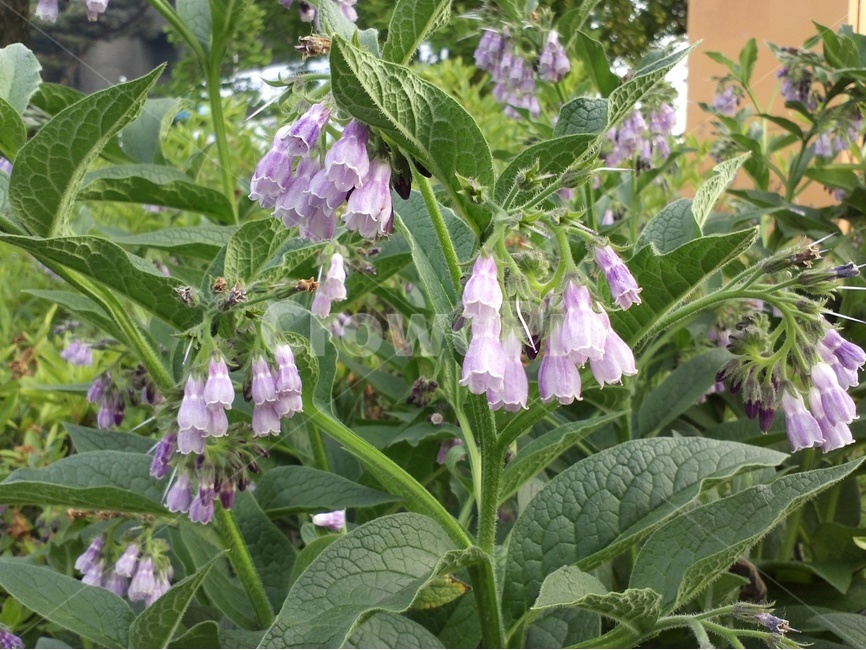 컴프리,지치과,감부리,자주색꽃,합판화,야생,사료식물,약용식물,관상용,다년생초본,직립형식물,연한홍색,백색,식물,자연,plants,nature,꽃,flower