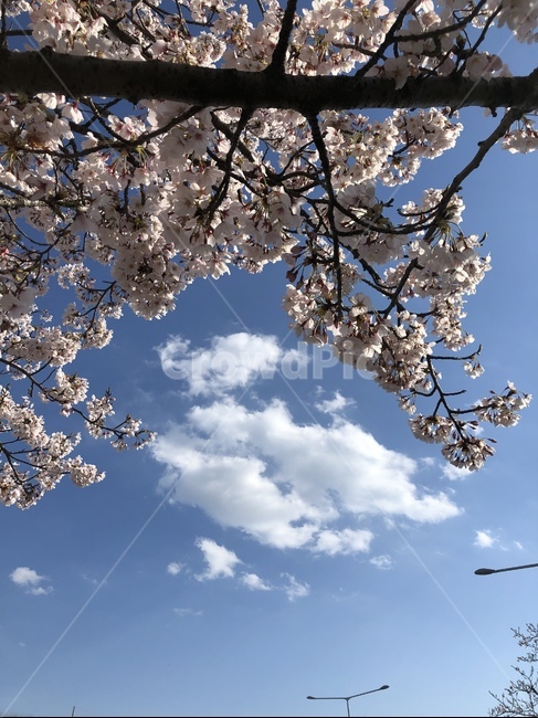 자연,하늘,벚꽃,풍경,벚나무,봄,sakura,cherryblossom,spring,landscape,bluesky