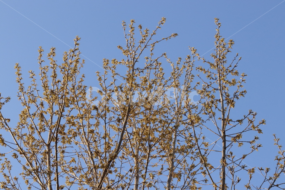 풍경,나무,tree,color,feeling,spring,감성,봄