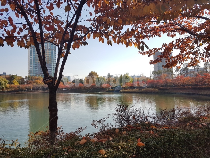 석촌호수,가을,호수,서울,나무,낙엽