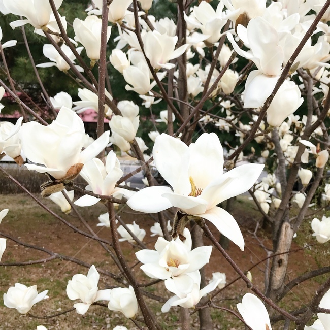 목련,봄,봄꽃,하얀색,하얀색꽃,magnoliakobus,plant,식물,flower,blossom