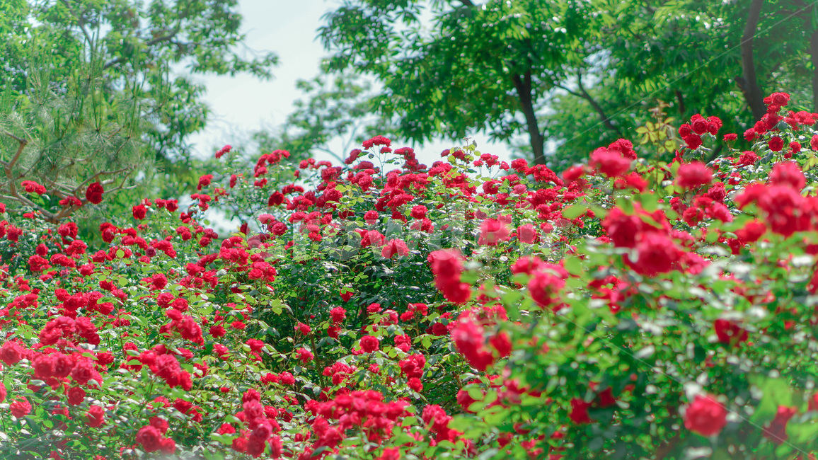 장미,정원,자연,꽃,색감,빨강,rose,flower,garden,nature,color,red,자연,풍경,nature,landscape,blossom,geranium,제라늄,plant,식물