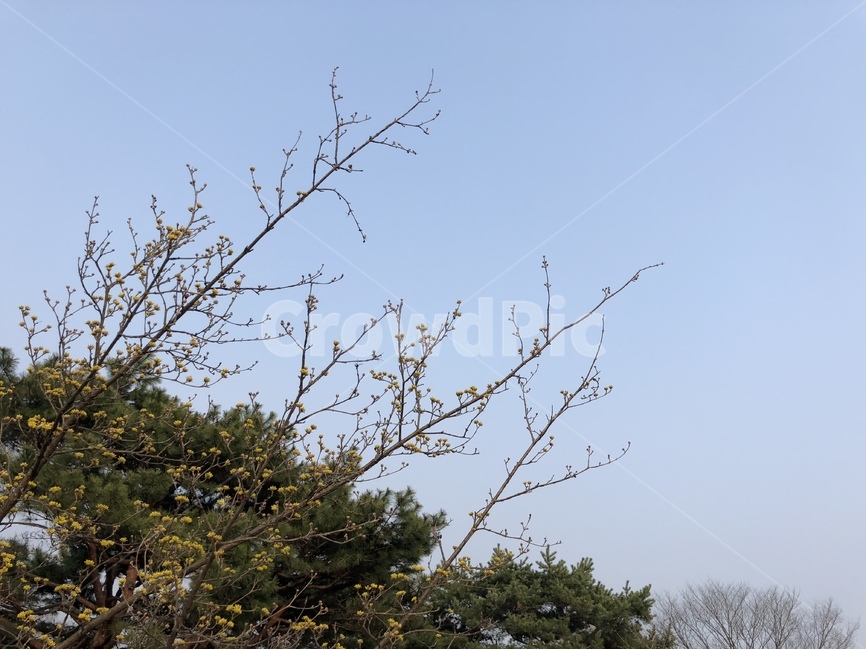나무,나뭇가지,봄,하늘,꽃,바탕화면,배경화면,Flower,Sky,Tree,Blue,Spring,Background,봄,계절,spring,season,식물,자연,plants,nature,꽃,flower,tree,plant