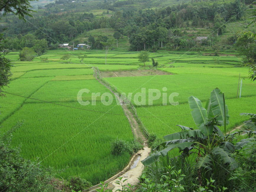 동남아,field,들,outdoors,옥외,nature,자연,paddyfield,패디필드,countryside,지방,시골,야자수,야자,농촌