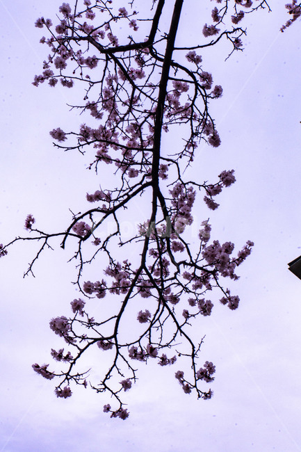 매화,매화꽃,봄꽃,봄,나무,계절,매화나무,꽃,풍경,봄,계절,spring,season,식물,자연,plants,nature,꽃,flower,plant