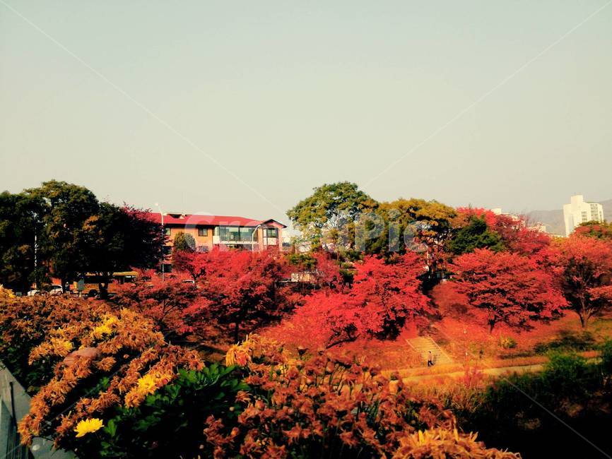 가을,자연,공원,단풍,강,건물,산,풍경,도시,빨강,주황,노랑,초록,빨간색,노란색,분당,탄천,호수,산책,들꽃,억새,억새풀,풀,나무,집,감성,색채,색감,색상,가을,계절,fall,autumn,season,자연,풍경,nature,landscape,plant,식물,leaf,잎,tree,maple
