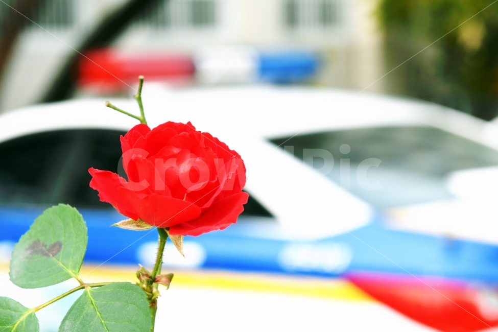경찰,police,장미,경찰차,안전,식물,자연,plants,nature,꽃,flower