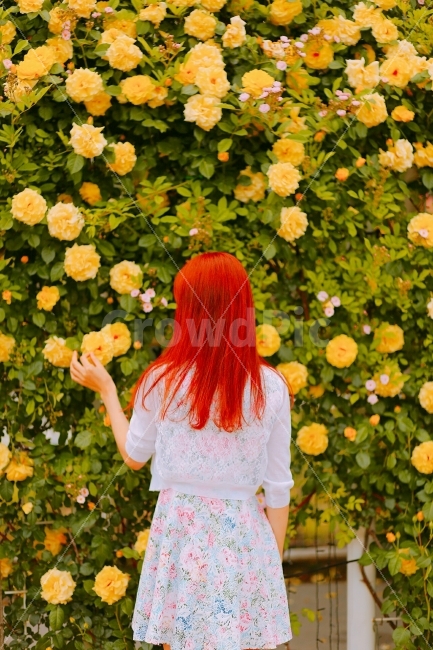 장미,장미축제,뒷태,뒷태미인,감성,감성사진,식물,자연,plants,nature,꽃,flower,사람,인물,인간,human,person,여성,여자,woman,female,lady,감성,sensible,feeling