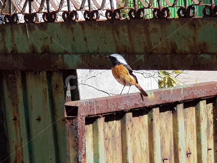 주황색,앉아있는,예쁜,특이한,새,시골집,대문,동물,animal,조류,새,birds