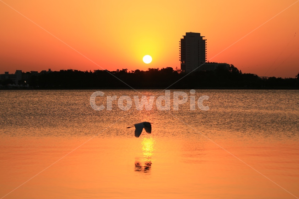 경포호수,일출,강릉,솔향강릉,외가리,동물,animal,조류,새,birds,실루엣,그림자,silhouette,shadow