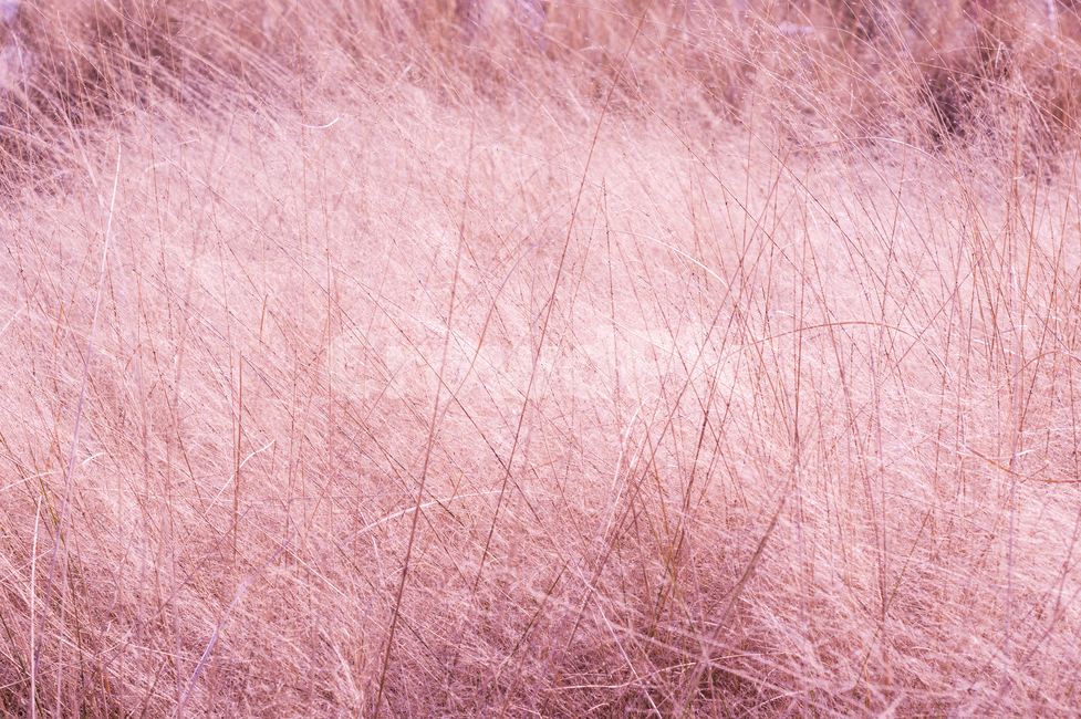 plant,식물,grass,핑크뮬리,뮬리
