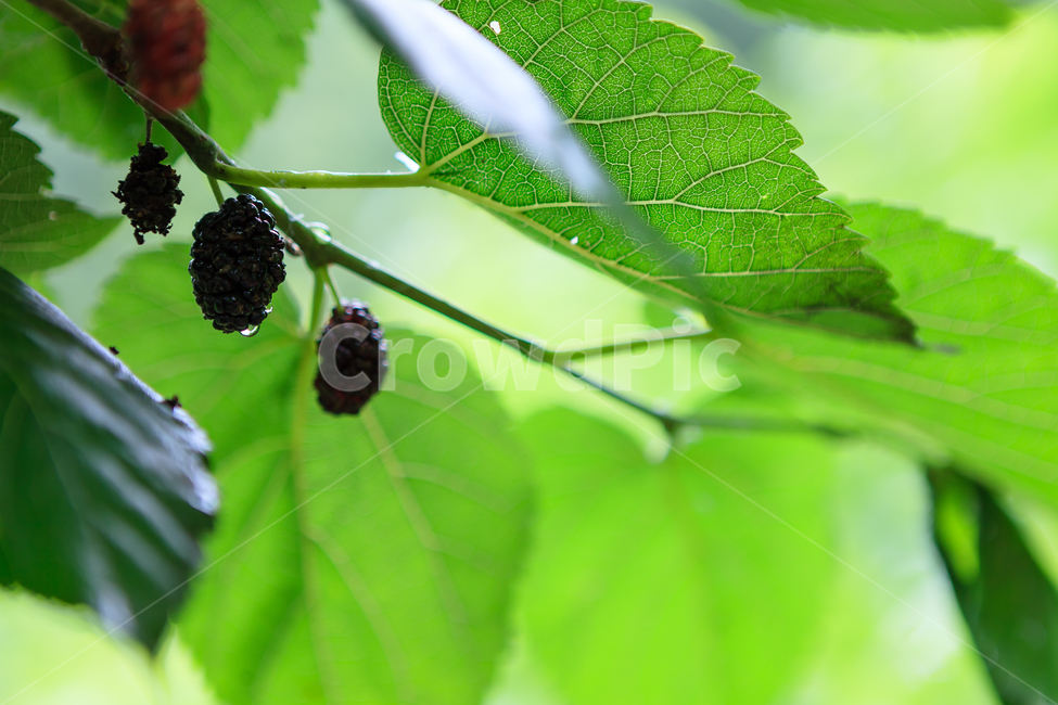 오디,여름,뽕나무,열매,신선한,식물,식물,자연,plants,nature,과일,열매,fruit