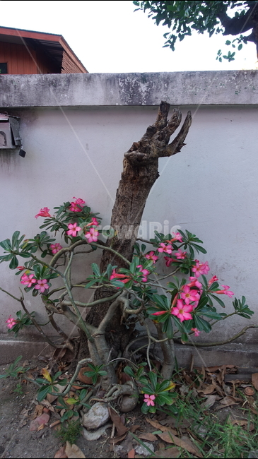 꽃,열대꽃,flower,tropic,열대,트로픽,plant,식물,blossom,꽃송이,고목