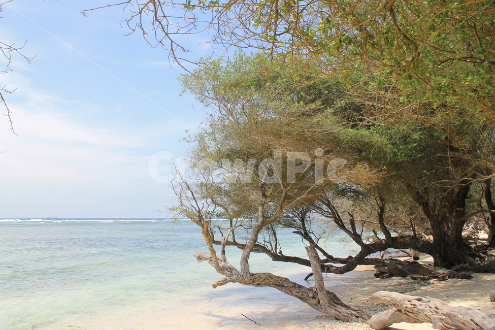 인도네시아,길리,해변,나무해변,나무,indonesia,gili,beach,treeandbeach,treeonthebeach,vacation,고즈넉,고고즈넉