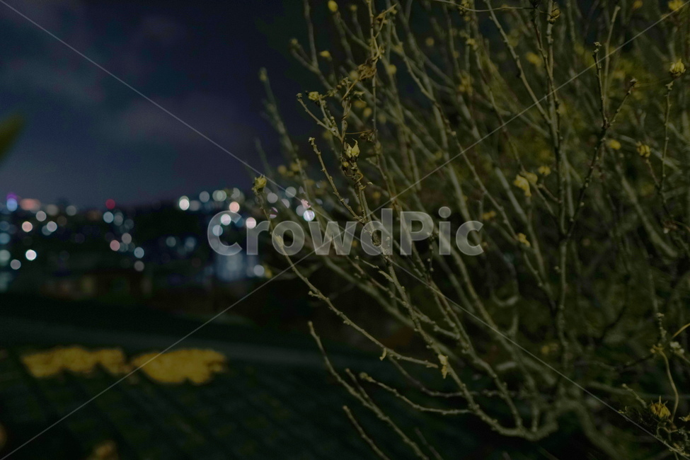 나무,아웃포커싱,산책,숭인근린공원,겨울,도시풍경,야경,nightscape,townscape,cityscape,밤,야경,밤,풍경,nightscape,night,landscape